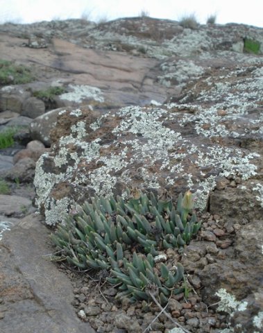 Hereroa glenensis not quite cast in stone